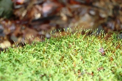 Amblystegium serpens