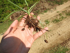 Cyperus esculentus