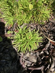 Eriocaulaceae