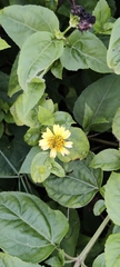 Wollastonia