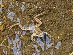 Rana cascadae