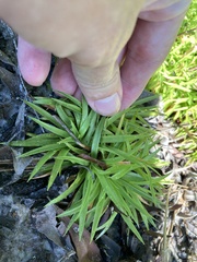 Eriocaulaceae