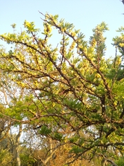 Vachellia robusta