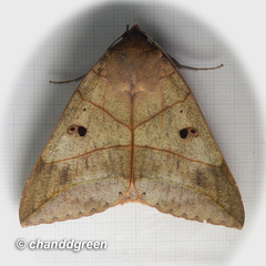 Thyas juno