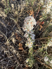 Symphyotrichum falcatum