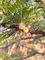Vachellia robusta