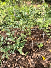 Chenopodium album