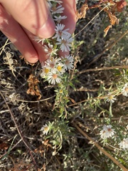 Symphyotrichum falcatum