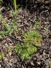 Eriocaulaceae