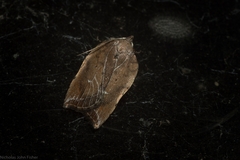 Arachnographa micrastrella