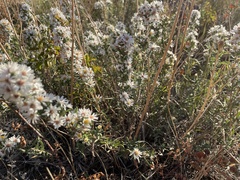 Symphyotrichum falcatum