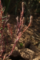 Corispermum hyssopifolium