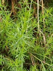 Galium verum