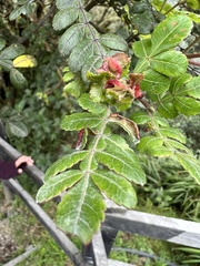 Weinmannia
