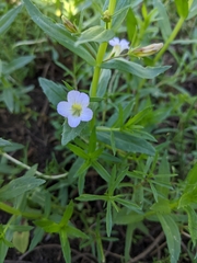 Gratiola officinalis