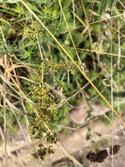 Galium verum