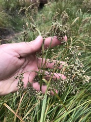 Scirpus atrocinctus