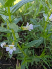 Gratiola officinalis