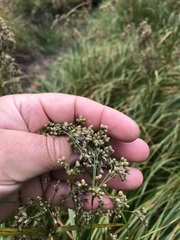 Scirpus atrocinctus