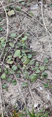 Trianthema portulacastrum
