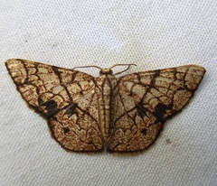 Heterostegane subtessellata