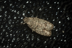 Agriophara velitata