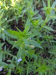 Gratiola officinalis