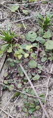 Trianthema portulacastrum