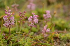 Lachenalia magentea