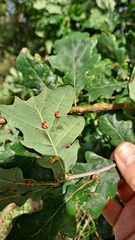 Neuroterus albipes