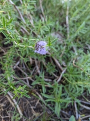 Mentha cervina
