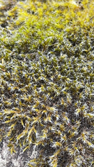 Racomitrium lanuginosum