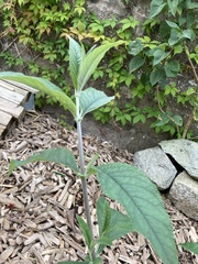 Buddleja