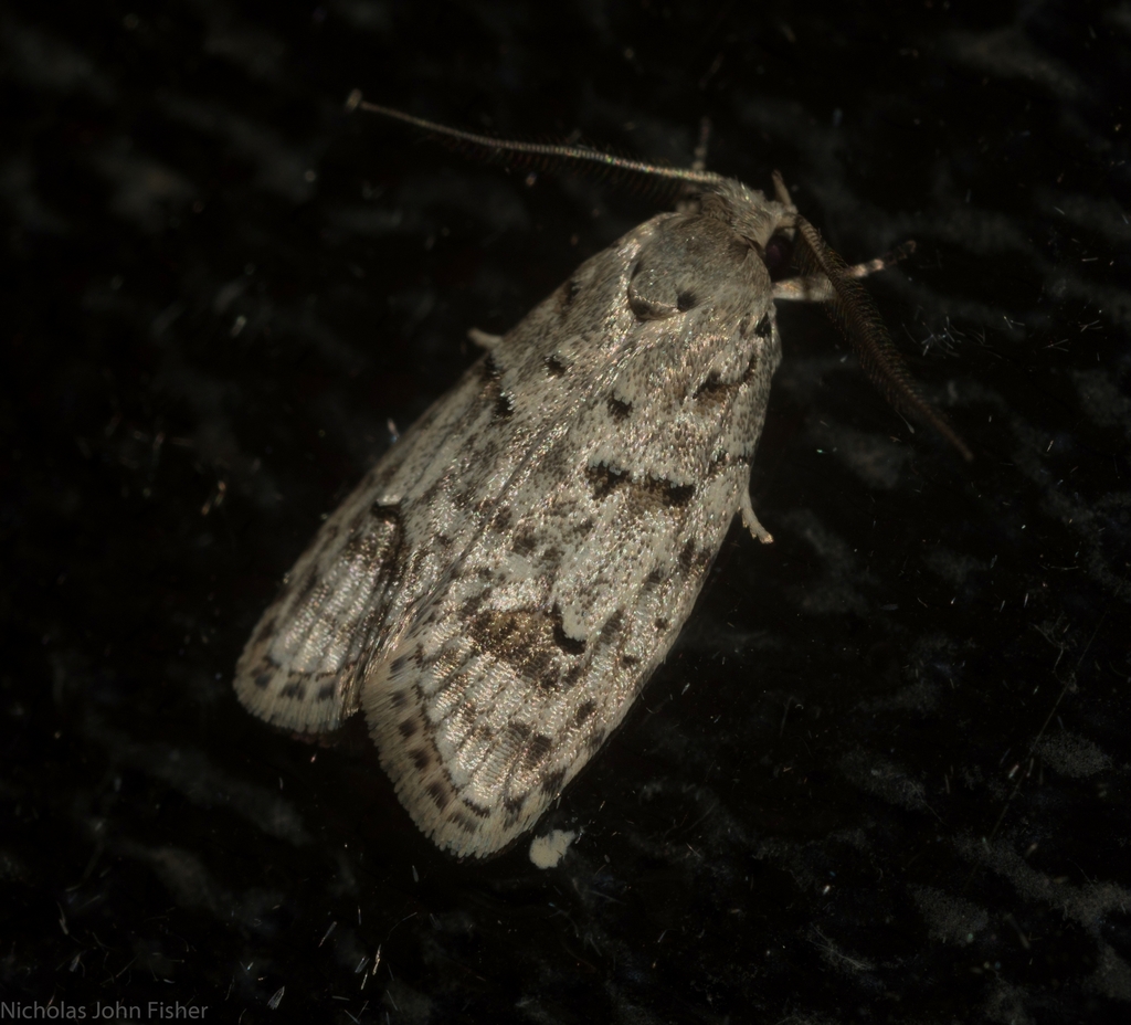 Agriophara velitata
