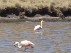 Phoenicopterus chilensis