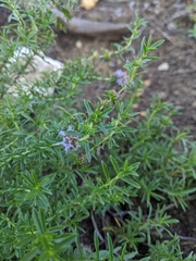 Mentha cervina