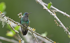 Saucerottia cyanifrons