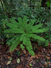 Cnestis palala