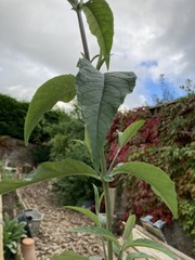 Buddleja