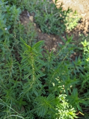 Mentha cervina
