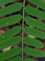 Cnestis palala