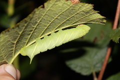 Paonias excaecata