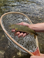 Salvelinus confluentus