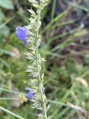 Salvia longispicata