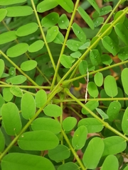 Cnestis palala