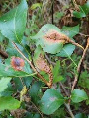 Gymnosporangium sabinae