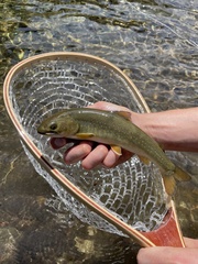 Salvelinus confluentus