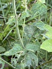 Salvia longispicata