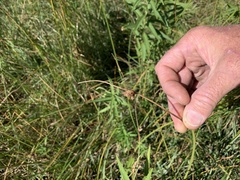 Schoenoplectus pungens