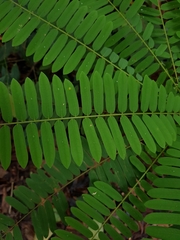 Cnestis palala
